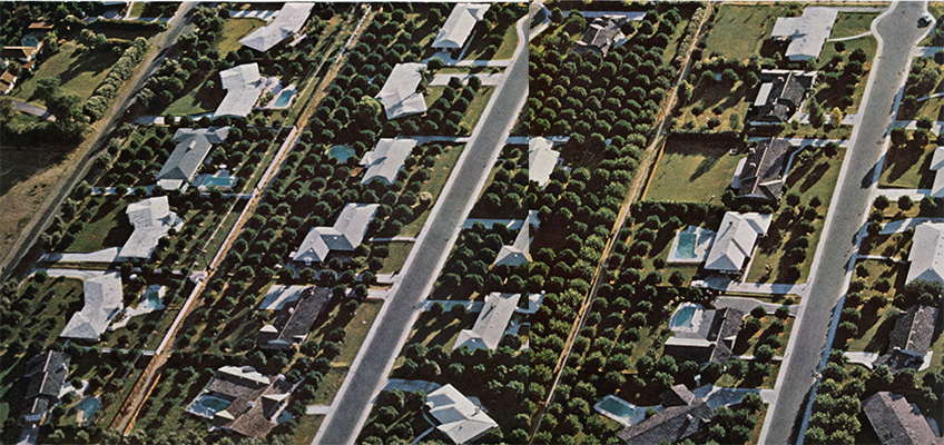 Suburban homes in the midst of citrus groves.